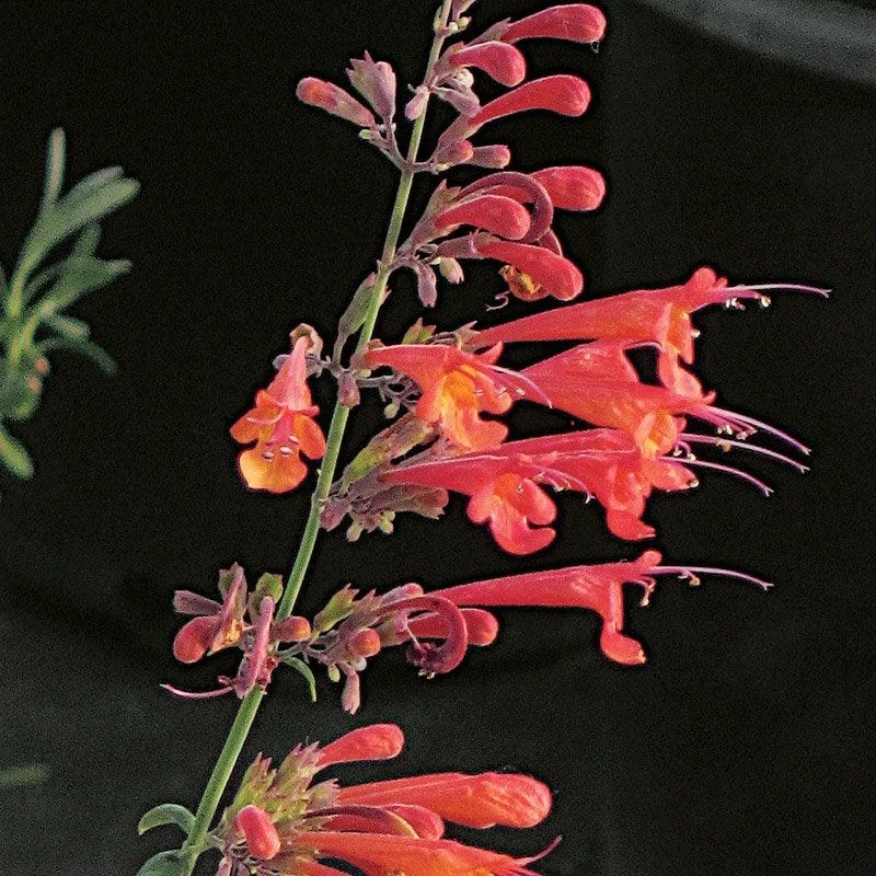 Coronado® Red Agastache 2 Coronado® Red Agastache - Image 2