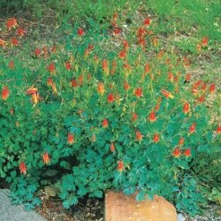 Arizona Columbine -Perennial Zone 20816 aquilegia desertorum