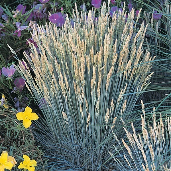 Boulder Blue Fescue Grass 2 Boulder Blue Fescue Grass - Image 2