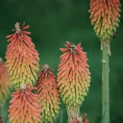 Fire Dance Red Hot Poker -Perennial Zone 96488 kniphofia hirsuta fire dance