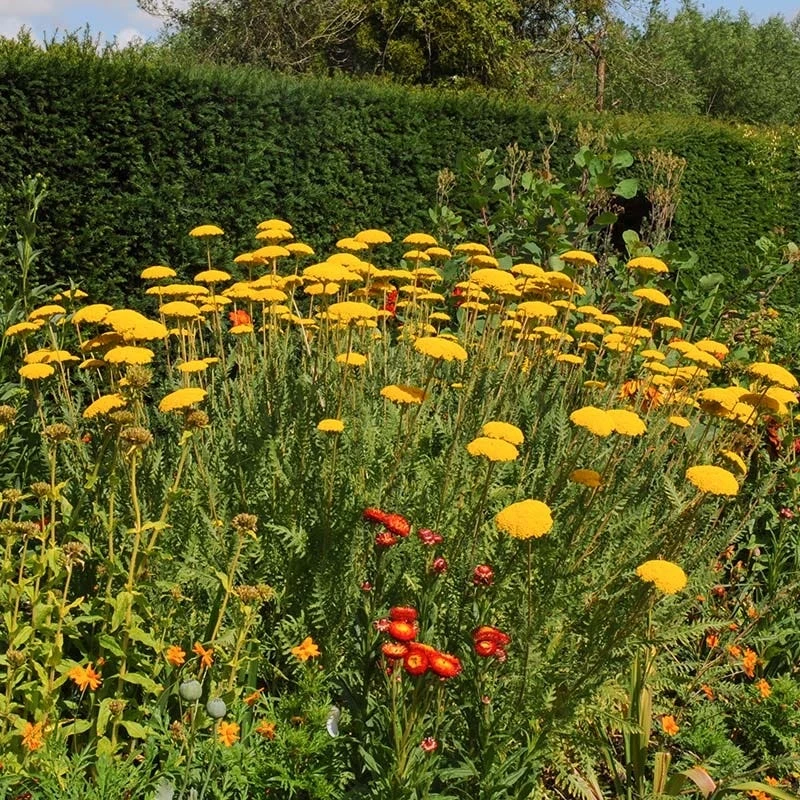 Coronation Gold Yarrow 3 Coronation Gold Yarrow - Image 3