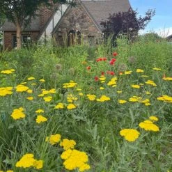 Moonshine Yarrow 7 Moonshine Yarrow -Perennial Zone achillea moonshine yarrow 3