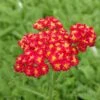 Red Velvet Yarrow