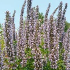 Blue Fortune Agastache 6 Blue Fortune Agastache -Perennial Zone agasatche blue fortune blue garden 1