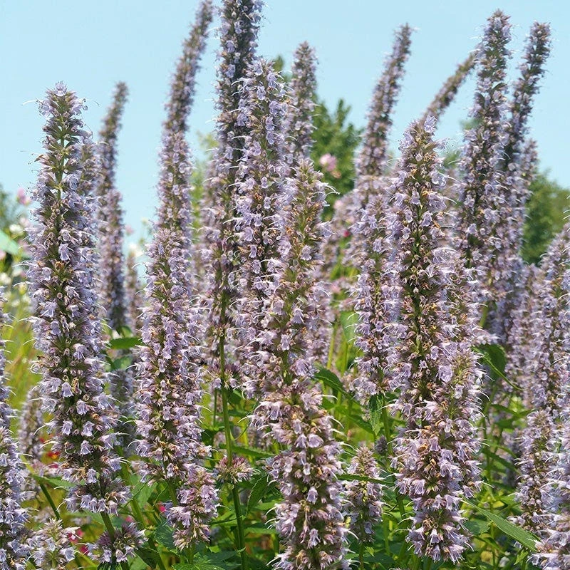 Blue Fortune Agastache 3 Blue Fortune Agastache - Image 3