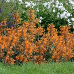 Apricot Sprite Agastache -Perennial Zone agastache agastache apricot sprite walters gardens cropped
