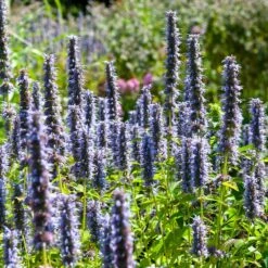 Black Adder Agastache -Perennial Zone agastache black adder 3