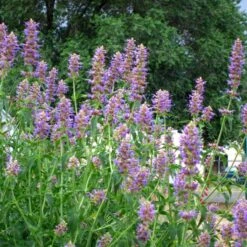 Blue Blazes Agastache -Perennial Zone agastache blue blazes 1