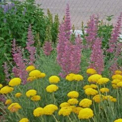 Desert Solstice Agastache 6 Desert Solstice Agastache -Perennial Zone agastache desert solstice achillea gold plate