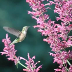 Perennial Zone -Perennial Zone agastache desert solstice hummingbird