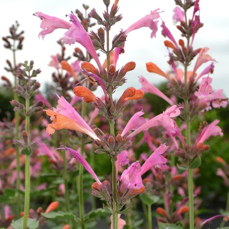 Kudos™ Ambrosia Agastache 1 Kudos™ Ambrosia Agastache