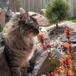 Kudos™ Mandarin Agastache -Perennial Zone agastache kudos mandarin 2