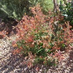 Kudos™ Mandarin Agastache -Perennial Zone agastache kudos mandarin 3