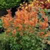 Kudos™ Mandarin Agastache