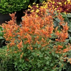 Kudosâ„¢ Mandarin Agastache