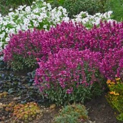 Rosie Posie Agastache 7 Rosie Posie Agastache -Perennial Zone agastache rosie posie 4