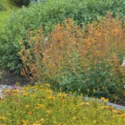 Apricot Sprite Agastache -Perennial Zone agastache agastache apricot sprite walters gardens 1 cropped 1 1