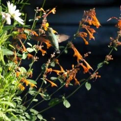 Apricot Sprite Agastache -Perennial Zone agastache apricot sprite close up w humingbird cropped