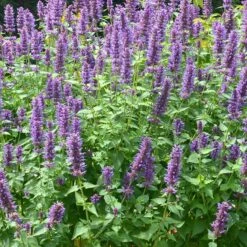 Perennial Zone -Perennial Zone agastache blue boa 3 2