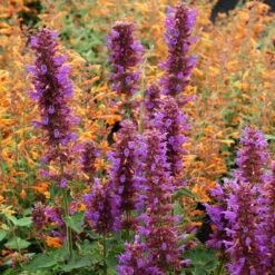 Blue Boa Agastache -Perennial Zone agastache blue boa 1b 1 with apricot sprite 2