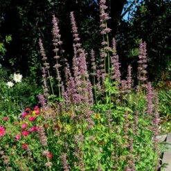 Agastache Neomexicana 5 Agastache Neomexicana -Perennial Zone agastache neomexicana in the garden