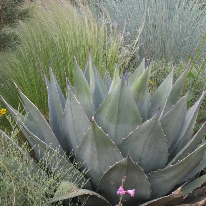 Havard's Century Plant (Agave) 3 Havard's Century Plant (Agave) - Image 3