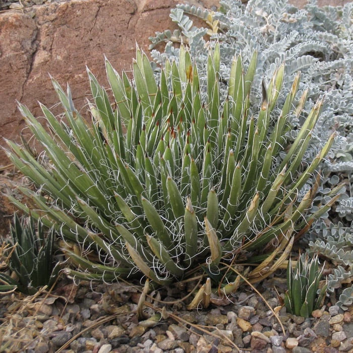 Miniature Century Plant (Agave) 2 Miniature Century Plant (Agave) - Image 2