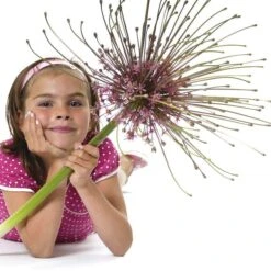 Schubert's Allium 5 Schubert's Allium -Perennial Zone allium schubertii kid cropped