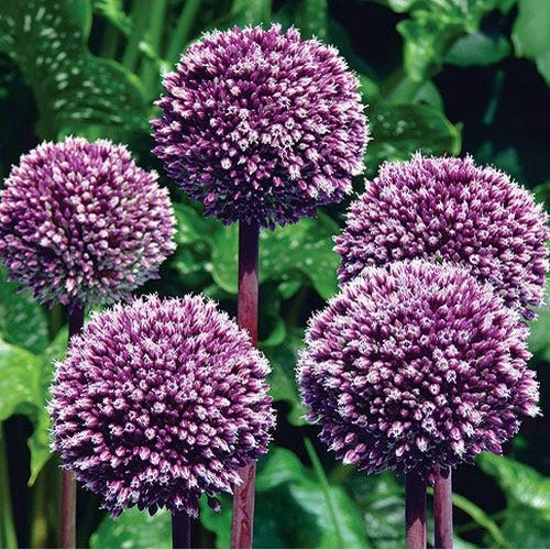 Summer Drummer Allium 1 Summer Drummer Allium