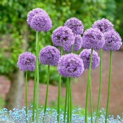 Gladiator Allium 1 Gladiator Allium