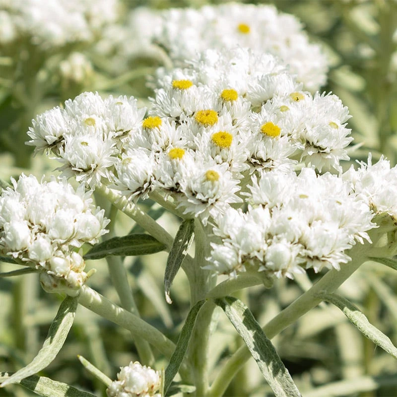 New Snow Pearly Everlasting (Anaphalis) 1 New Snow Pearly Everlasting (Anaphalis)