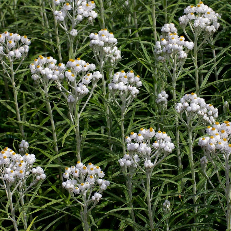 New Snow Pearly Everlasting (Anaphalis) 2 New Snow Pearly Everlasting (Anaphalis) - Image 2