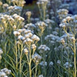 New Snow Pearly Everlasting (Anaphalis) 6 New Snow Pearly Everlasting (Anaphalis) -Perennial Zone anaphalis margaritacea new snow white