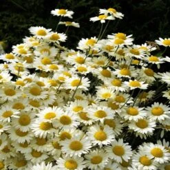 Susanna Mitchell Marguerite Daisy (Anthemis) -Perennial Zone anthemis tinctoria 19981