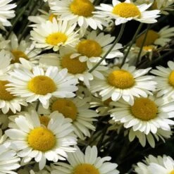 Susanna Mitchell Marguerite Daisy (Anthemis) -Perennial Zone anthemis tinctoria 19981 close up