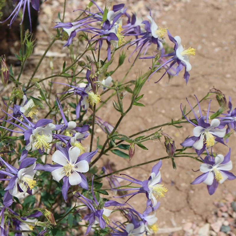 Rocky Mountain Columbine 3 Rocky Mountain Columbine - Image 3