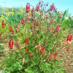 Little Lanterns Columbine -Perennial Zone aquilegia little lanterns cropped 1 1 1