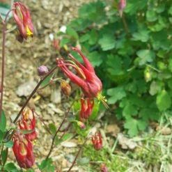 Little Lanterns Columbine -Perennial Zone aquilegia little lanterns cropped 5 1