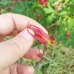 Little Lanterns Columbine -Perennial Zone aquilegia little lanterns cropped close up 1 1