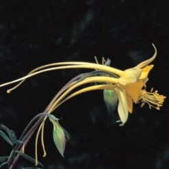 Swallowtail® Columbine -Perennial Zone aquilegia species swallowtail 20822 2 web 1