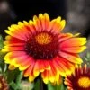 Arizona Sun Gaillardia