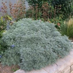 Powis Castle Artemisia -Perennial Zone artemisia powis castle whole plant denver botanic