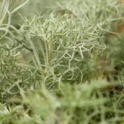 Seafoam Artemisia -Perennial Zone artemisia versicolor seafoam
