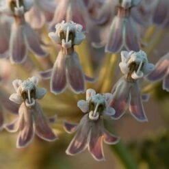California Narrow Leaf Milkweed -Perennial Zone asclepias fascicularis santa monica trails council 2 cropped