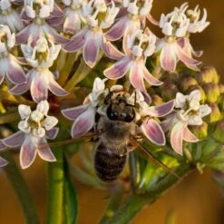 California Narrow Leaf Milkweed -Perennial Zone asclepias fascicularis santa monica trails council 3 cropped