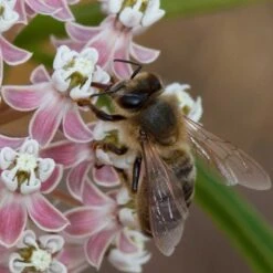 California Narrow Leaf Milkweed -Perennial Zone asclepias fascicularis santa monica trails council 4 cropped