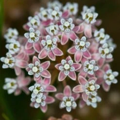 California Narrow Leaf Milkweed -Perennial Zone asclepias fascicularis santa monica trails council 5 cropped