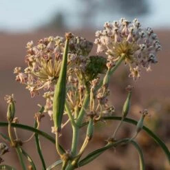 California Narrow Leaf Milkweed -Perennial Zone asclepias fascicularis santa monica trails council 6 cropped