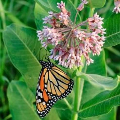 Common Milkweed -Perennial Zone asclepias syriaca 1