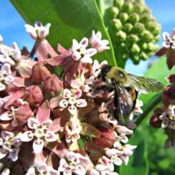 Common Milkweed -Perennial Zone asclepias syriaca 2